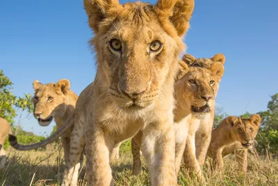Туристам в Кении предложат сафари-тур по мотивам мультфильма «Король Лев»