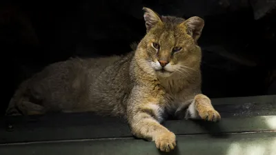 Камышовый кот, или хаус, или камышовая кошка, или болотная рысь |  zoo-ekzo.ru - Экзотические животные