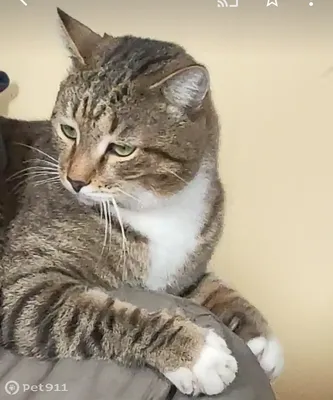 Потерявшееся чудо для камышового кота | Центр помощи кошкам «Муркоша» | Дзен