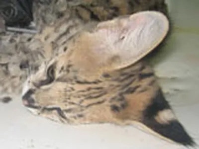 Раскраска камышовый кот - 63 фото