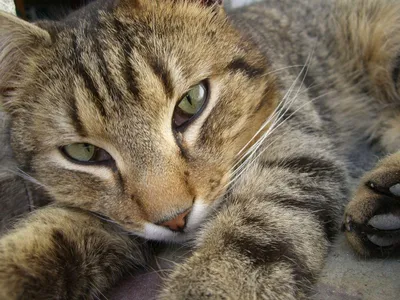 Чаузи котенок камышевого кота: 150 $ - Кошки Днепр на Olx
