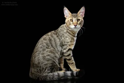 Чаузи — одомашненный потомок камышового кота | Приключения натуралиста |  Дзен
