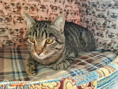 Потерявшееся чудо для камышового кота | Центр помощи кошкам «Муркоша» | Дзен