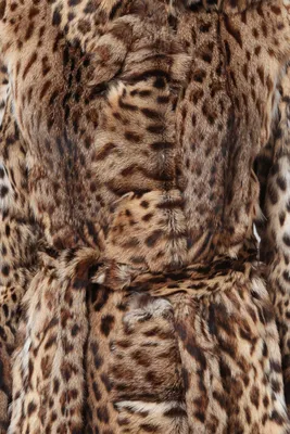Московский зоопарк показал милое фото камышового кота Заури | Пикабу