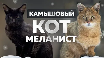Москвастобой — Будни Московского зоопарка: в гостях у камышового кота -  YouTube