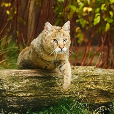 Внук камышового кота «болотной рыси» ARAGORN | ACMODASI Россия