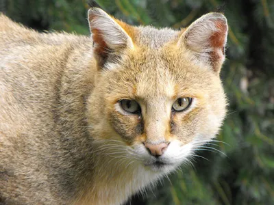 Камышовая кошка или болотная рысь - Zoo