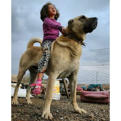 Кангал порода собак (25 фото) | Kangal dog, Big dog breeds, Pet dogs