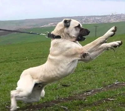 Достояние страны – три породы собак, за которые предлагают \"золотые горы\" -  SevastopolMedia.ru