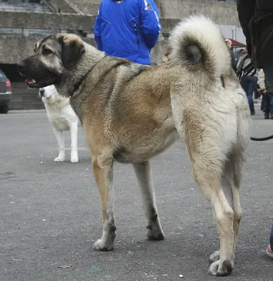 Кангал - порода собак с самой мощной челюстью в мире. | Всё о собаках и  кошках | Дзен