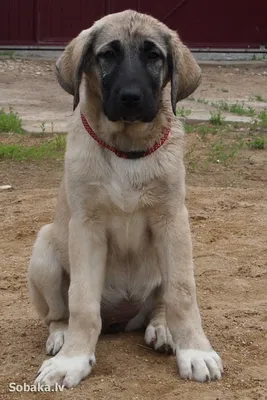 Самый большой кангал собака (65 фото) - картинки sobakovod.club