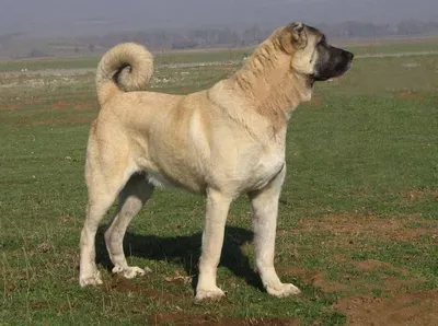 Кангал порода собаки. | Cachorro grande, Cão de guarda, Material do cão