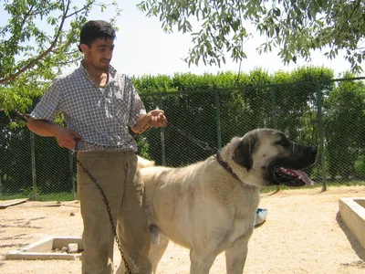 Собака породы Кангал: фото, описание породы, интересные факты, стандарты,  плюсы и минусы содержания, цена щенка