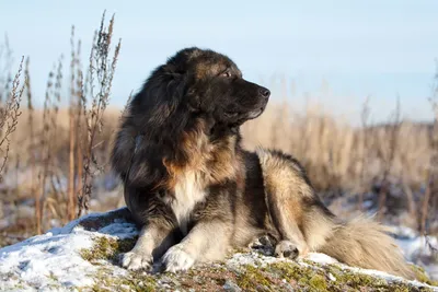 Собака породы кавказская овчарка, всё о породе
