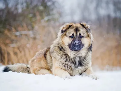 Dudusik Dog. Уроки - 5 особенностей кавказских овчарок, о которых вы  наверняка не знали - Помощь кавказским овчаркам