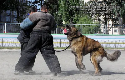 ЭТО МОЯ СОБАКА. Кавказская овчарка. Инструкция по применению.🐶Часть 1.  Начало. | Это моя история | Дзен