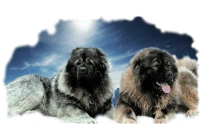 SOBAKI.PRO | Породы собак | Кавказская овчарка | Фото 35167