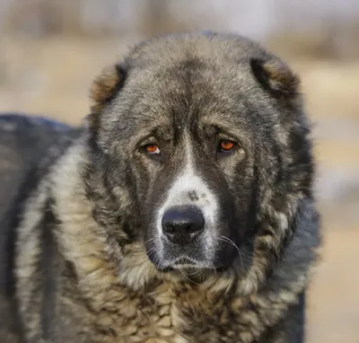 Кавказская овчарка: содержание и уход. Размер затрат. | Dudusik Dog | Дзен