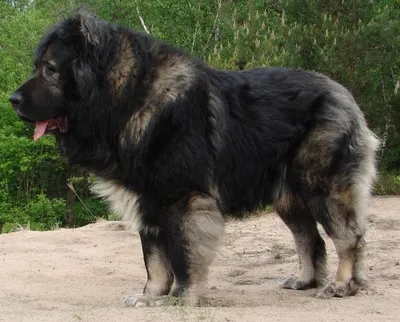 кавказская овчарка собака зимой 2021 Стоковое Изображение - изображение  насчитывающей родн, будут: 209835365