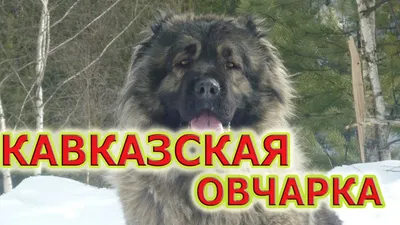 Кавказская овчарка (50 фото) | Caucasian shepherd dog, Dogs, Caucasian  shepherd