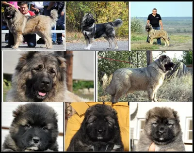Описание породы собак - Кавказская овчарка