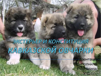 кавказская овчарка собака зимой 2021 Стоковое Изображение - изображение  насчитывающей будут, счастливо: 209835347