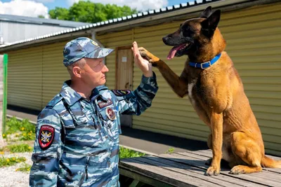 Профессия кинолог: описание профессии, где учиться, работать, плюсы и  минусы профессии