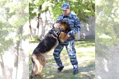 Какие проблемы поведения собак может решить кинолог