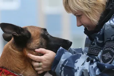 Девушка полицейский кинолог с собакой» — создано в Шедевруме