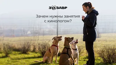 Как служебные собаки помогают инспектору-кинологу из Когалыма следить за  безопасностью в городе - Новостной портал UGRA-NEWS.RU