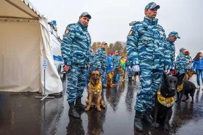 Собака - это губка\": тверской кинолог полиции о воспитании четвероногих |  10.11.2020 | Тверь - БезФормата