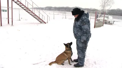 Собачий патруль в реальной жизни. Кинологи о своей работе и тренировках |  Пикабу