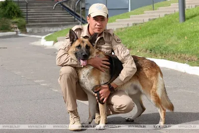 Истории | Алмаз ищет мины. Как работают военные кинологи и их собаки:  rider3099 — LiveJournal