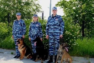 Кинолог из Красногорска: «Воспитывайте собаку, и она станет вашим другом» -  Люди - РИАМО в Красногорске