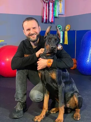 Кинолог дал совет насчет обучения собак командам - Газета.Ru | Новости