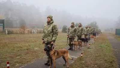 С какими собаками работают кинологи, и почему после выхода на пенсию  забирают пса себе