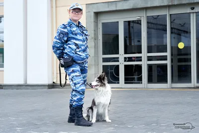Кинолог посоветовал не использовать телефон при прогулке с собакой - РИА  Новости, 29.10.2023