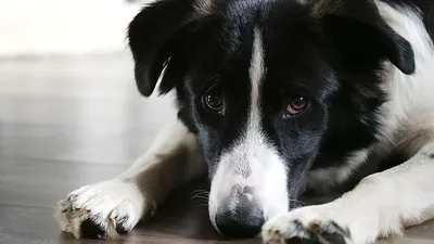 Японец потратил $14 тысяч, чтобы превратиться в собаку породы колли -  Газета.Ru | Новости
