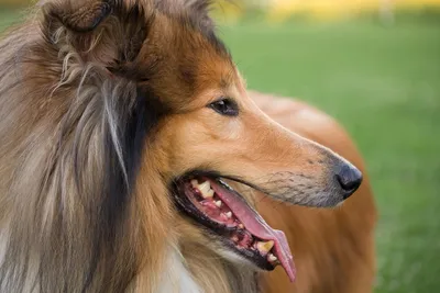 Бордер-колли – порода собак