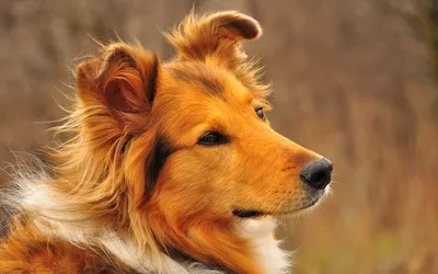 Бородатая колли (Bearded Collie) - это умная, смелая и выносливая порода  собак. Описание, фото и отзывы.