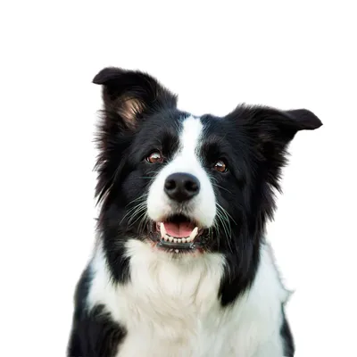 Колли собака — 80 фото самой роскошной длинношерстной овчарки | Собаки,  Крупные породы собак, Колли