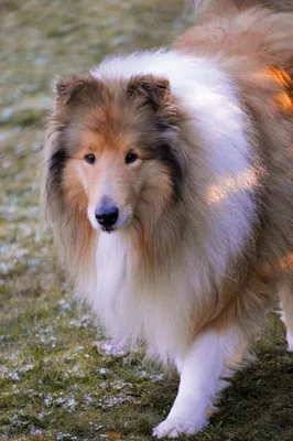 Бордер-колли - самая умная собака! | PetGlobals.com | Дзен