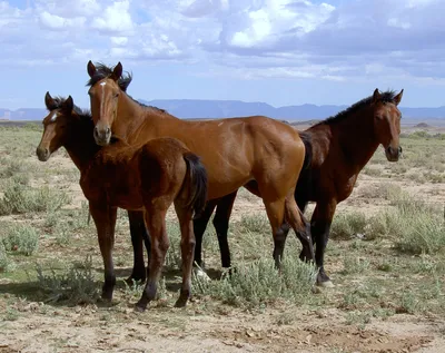 Фото коней мустангов 