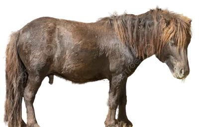 Лошадь дикая – Картина дня – Коммерсантъ