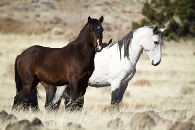 Лошади мустанги — дикие и свободные: история, фото, факты