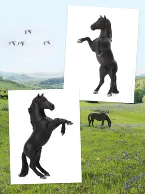 Лошадь-дикий Мустанг В Вайоминге Фотография, картинки, изображения и  сток-фотография без роялти. Image 81593137