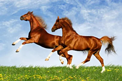 Обои поле, небо, животные, лошади на рабочий стол
