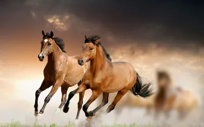 Скачущие лошади - Животные - Обои на рабочий стол - Галерейка | Лошади,  Животные, Обои на рабочий стол