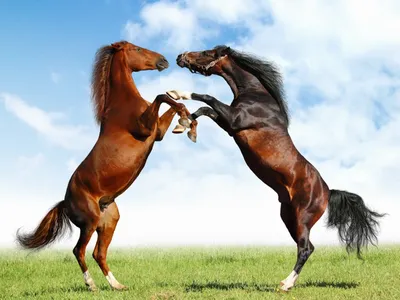 Лошадь фото обои лошади кони, фото коней лошадей, фотографии обои рабочий  стол лошади, фотообои лошади, домашние животные
