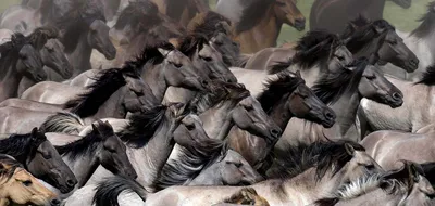 Табун коней-ОБОИ- на рабочий стол-Животные и птицы бесплатно